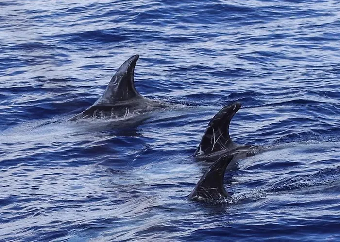 Sara & Gino Family & Friends Apartman