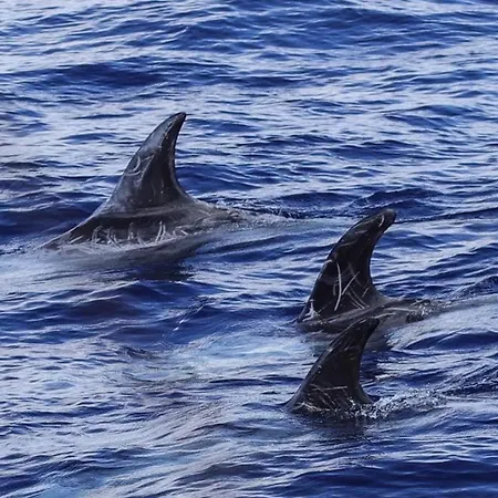 Sara & Gino's House Lägenhet