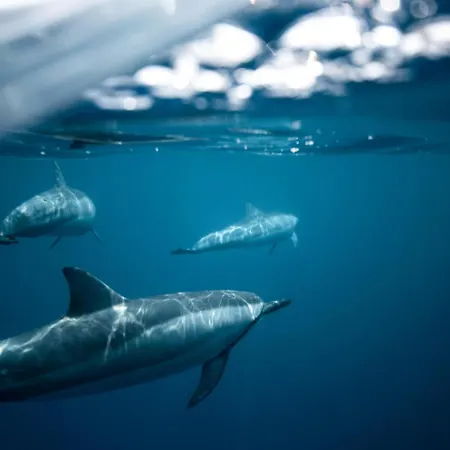 Lägenhet Sara & Gino's House